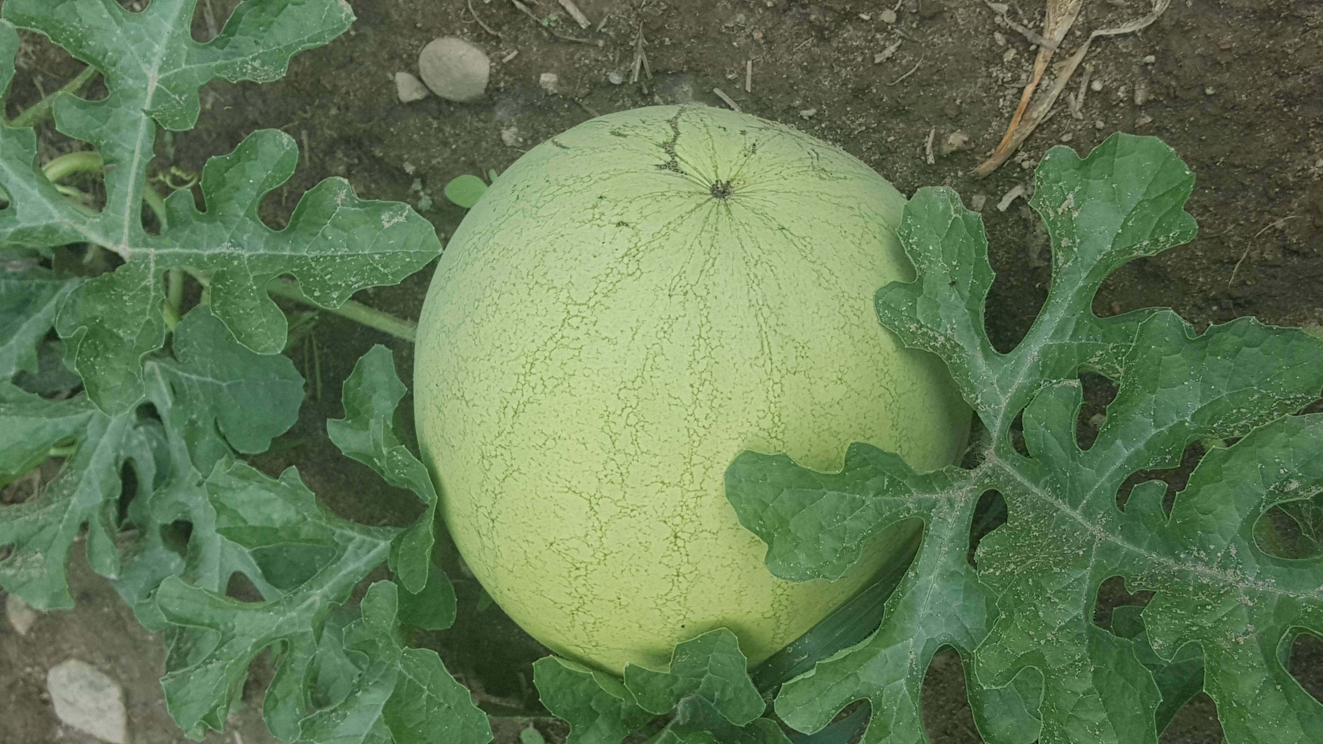 Melon on the vine